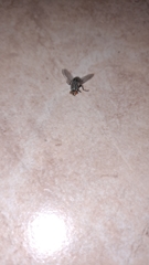 Brachycera