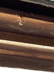 Araneidae