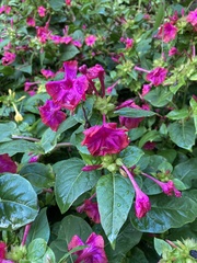 Mirabilis jalapa
