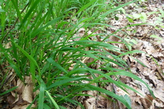 Melica nutans