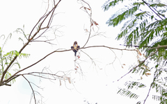 Brachygalba lugubris