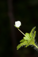 Veronica panormitana