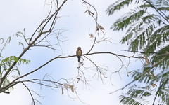 Brachygalba lugubris