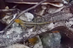 Anolis roquet salinei