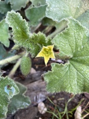 Ecballium elaterium