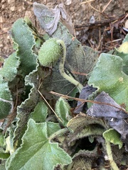 Ecballium elaterium