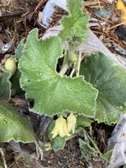 Ecballium elaterium