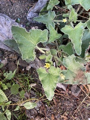 Ecballium elaterium