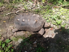 Chelonoidis carbonarius