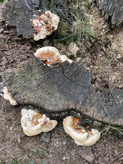 Ganoderma sessile
