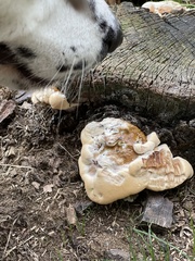 Ganoderma sessile