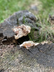 Ganoderma sessile