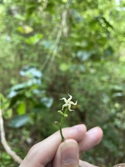 Echites agglutinatus