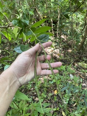 Echites agglutinatus