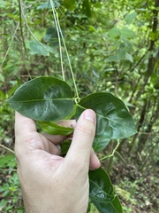 Echites agglutinatus