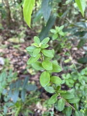 Neea buxifolia