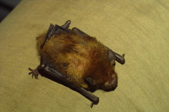 Tylonycteris fulvida