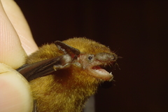 Tylonycteris fulvida