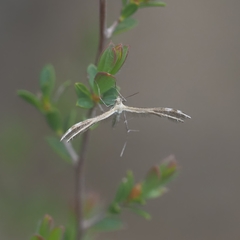 Stangeia xerodes