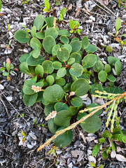 Salix reticulata