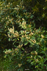 Prunus subcoriacea