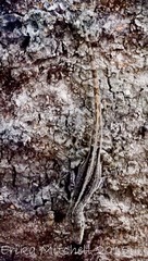 Anolis roquet salinei