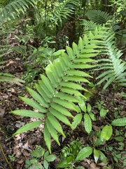 Pelazoneuron abruptum