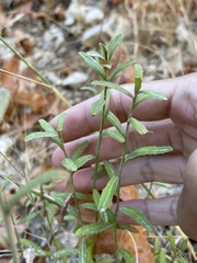 Baccharis plummerae