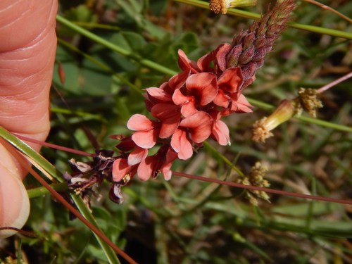 Image of Indigofera psoraloides by no rights reserved