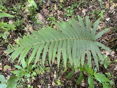 Pelazoneuron abruptum