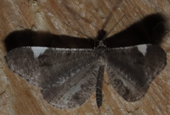 Macrosoma heliconiaria