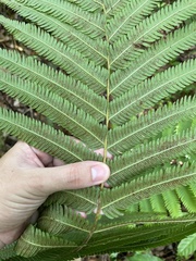 Pelazoneuron abruptum