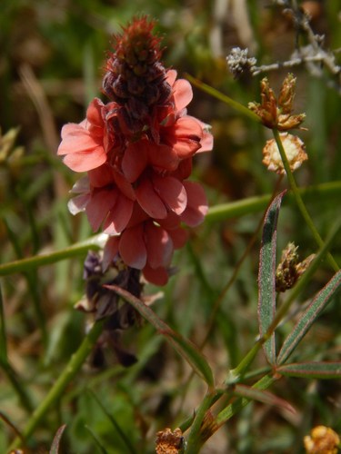 Image of Indigofera psoraloides by no rights reserved