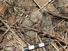 Atilax paludinosus paludinosus