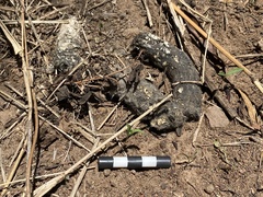 Atilax paludinosus paludinosus