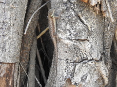 Tropidurus torquatus