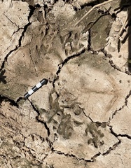 Atilax paludinosus paludinosus