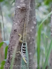 Anolis roquet salinei