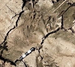 Atilax paludinosus paludinosus