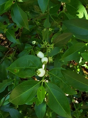 Chiococca motleyana