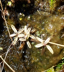 Pinguicula lusitanica