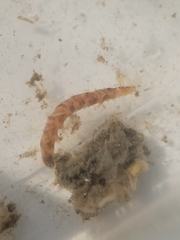 Amblyosyllis hectori