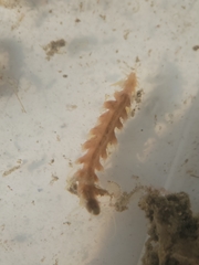 Amblyosyllis hectori