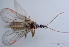 Hymenocoris formicinus