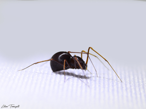 Brown Spitting Spider