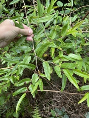 Coccoloba microstachya