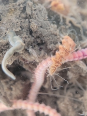 Amblyosyllis hectori