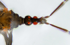 Hymenocoris formicinus
