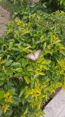 Anartia jatrophae