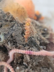 Amblyosyllis hectori